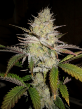 Orgi F2 (Pheno 2) 64 Days.png