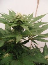 SMALL TRAINWRECK DAY 21 FLOWER.JPG