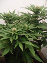 Jack Herer Flowers day 21.JPG