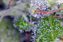 Purple Trichs.jpg