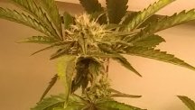 M3 Future Seed Mom D42F.jpg