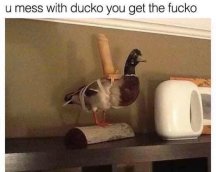 ducko.jpg