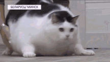 cat-fat.gif