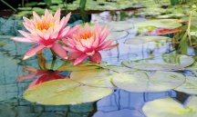 Water Lillies.jpg