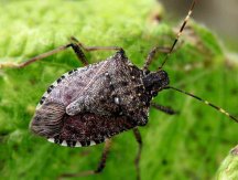 dfp1020stinkbug.jpg