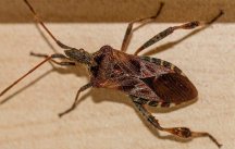 western-conifer-seed-bug-aspen-colorado.v2.jpg