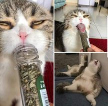 Kitty Too Dank.jpg