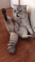 cat-fun.gif