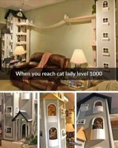 CrazyCatLady 5000.jpg