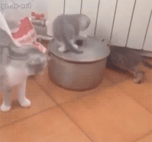 Kitty Pot.gif