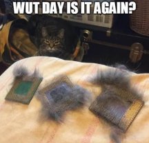 Caturday Bitch!.JPG