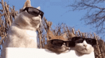 MeowMeow Shades.gif