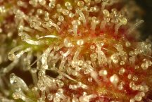 Red Hot Cookies Mango Pheno 2.jpg