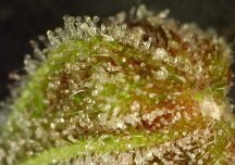 Mango RHC Trichomes Ripe.jpg