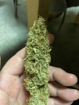 Orange Bud 2.JPG