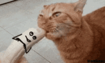 Kitty Nana Nom Noms.gif