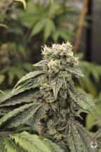 6572450_grow-journal-by-treefarmercharliegreenpointseedsfrozen-custard.jpg