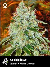 Flowering-Cookiedawg-Strain-by-Greenpoint-Seeds.jpg