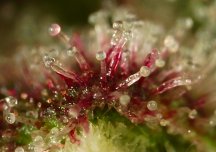 Jelly-Pie-4-Jelly-Stain-Trichomes_PICA0185.jpg