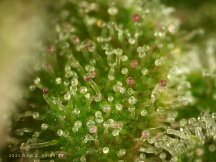 Jelly-Pie-4-Purple-Trichomes_PICA0182.jpg