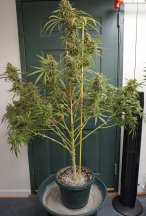 COP1-Whole-Plant2500.jpg