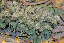 Grape Jelly 2 Bud 3000_DSC01520.jpg