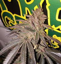 Dantes Pigs pheno 3.JPG