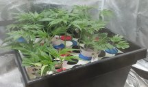 clones-6-14-23.jpg