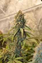 3109379_ilgm-northern-lights-fem-grow-journal-by-treefarmercharlieilgmnorthern-lights-fem.jpg