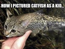 catfish.jpg