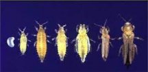 5 thrips.jpg