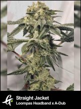 Flowering-Fritter-Cookies-Strain-by-Greenpoint-Seeds.jpg