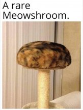 rare-meowshroom.jpeg