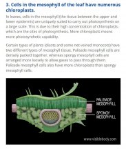 Leaf Structure Dicot.JPG