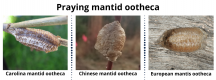 mantidootheca_big_0-3987138283.png