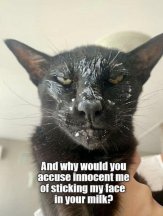 10-funny-cat-memes-to-make-you-laugh-in-2023-v0-DAOPcqlvKd8HKusk9pQyipV82PU5GX4t63edZMBcAhU.jpg