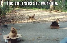 022-FUNNY-CAT-MEME.jpg