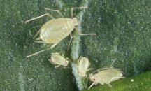 green_peach_aphid01.jpg