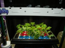 gg4 & ecsd 6 weeks 004.JPG