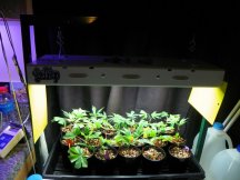 nursery and gg4 bud shots 002.JPG