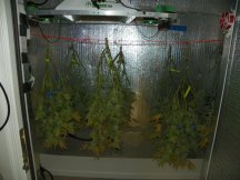 Harvest day gg4 ecsd day 67 007.JPG