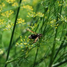 Hornet-on-dill.JPG