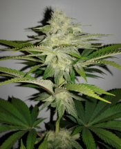 Orange Julius tall pheno 30 days.png