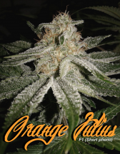 Orange Julius short pheno.png