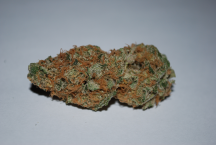 Orange Julius F1 (Shorty Pheno).png