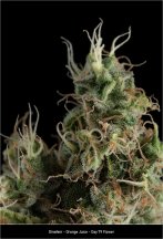 Dinafem - Orange Juice - Day 79 Flower - Chuckers.jpg