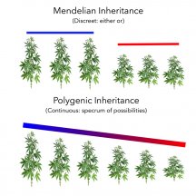 discreet vs continuous inher.jpg