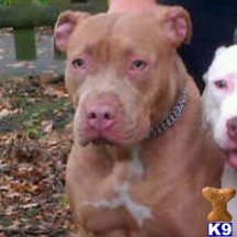 BLUESTAR PUPS_american-staffordshire-terrier-a2012122310118.jpg