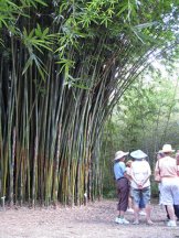 bamboo_clump.jpg