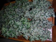 stardawg fat tray.JPG